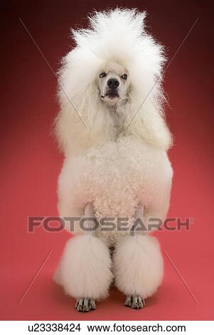 White Poodle on pink background View Large Photo Image Picture - White Poodle on pink background. Fotosearch