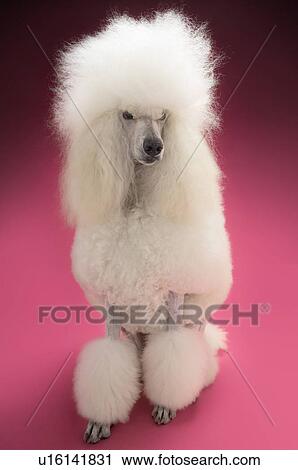 Stock Image - White Poodle on pink background. Fotosearch