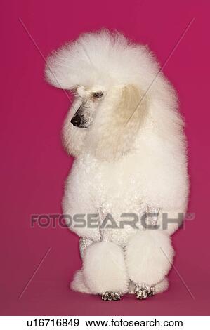 White Poodle on pink background View Large Photo Image Stock Photo - White Poodle on pink background. Fotosearch