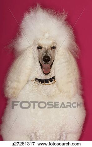 Stock Photo - White Poodle on pink background. Fotosearch