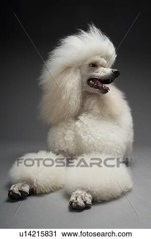 White Poodle View Large Photo Image Stock Image - White Poodle. Fotosearch