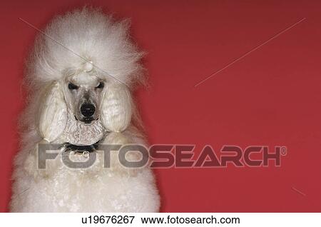 White Poodle View Large Photo Image Stock Photo - White Poodle. Fotosearch