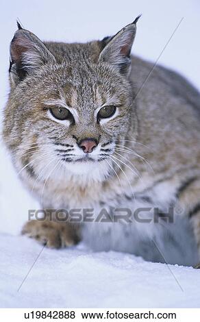 Wild cat in snow View Large Photo Image Stock Photo - Wild cat in snow. Fotosearch