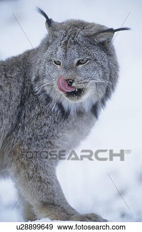 Stock Photo - Wild cat licking lips. Fotosearch