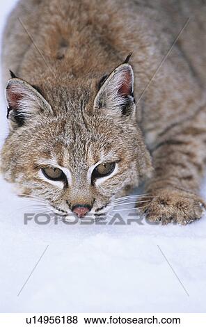 Stock Photo - Wild cat lying in snow. Fotosearch