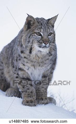 Stock Photography - Wild cat sitting in snow. Fotosearch