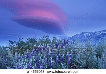 Stock Image - Wild flowers in mountains. Fotosearch