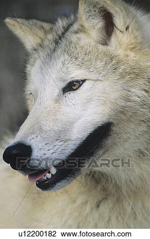 Stock Image - Wolf close-up of head. Fotosearch