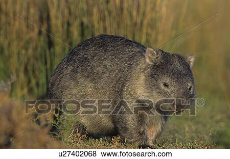 Wombat in field View Large Photo Image Stock Photo - Wombat in field. Fotosearch