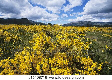 Yellow flowers in field mountains in background View Large Photo Image Stock Photograph - Yellow flowers in field mountains in background. Fotosearch