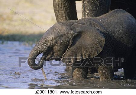 Young African Elephant (Loxodonta Africana) drinking with mother at waterhole View Large Photo Image Stock Image - Young African Elephant (Loxodonta Africana) drinking with mother at waterhole. Fotosearch
