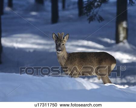Stock Image - Young deer in snow. Fotosearch
