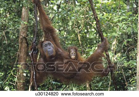 Young Orangutan embracing mother in tree View Large Photo Image Stock Image - Young Orangutan embracing mother in tree. Fotosearch