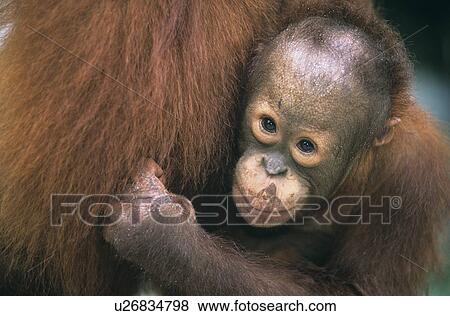 Stock Photo - Young Orangutan embracing mother close-up. Fotosearch