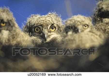 Young owls in nest at dusk View Large Photo Image Stock Photo - Young owls in nest at dusk. Fotosearch