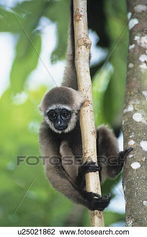 Stock Image - Young Squirrel Monkey climbing tree. Fotosearch