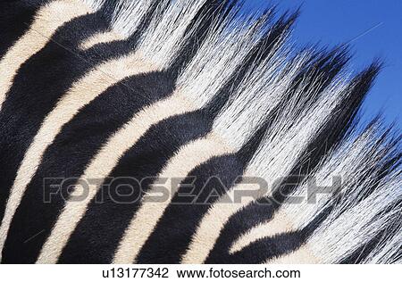 Zebras maine close-up View Large Photo Image Stock Image - Zebras maine close-up. Fotosearch
