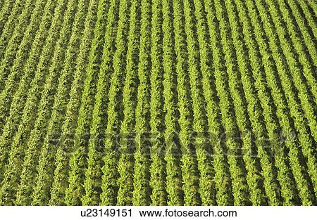 Aerial view rows of grape vines vineyard Mornington Peninsula Victoria Australia View Large Photo Image Stock Image - Aerial view rows of grape vines vineyard Mornington Peninsula Victoria Australia. Fotosearch
