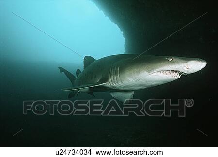 Picture - Aliwal Shoal Indian Ocean South Africa sand tiger shark (Carcharias taurus) in underwater cave. Fotosearch
