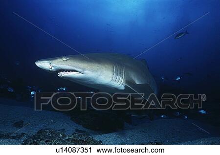 Aliwal Shoal Indian Ocean South Africa sand tiger shark (Carcharias taurus) View Large Photo Image Stock Image - Aliwal Shoal Indian Ocean South Africa sand tiger shark (Carcharias taurus). Fotosearch