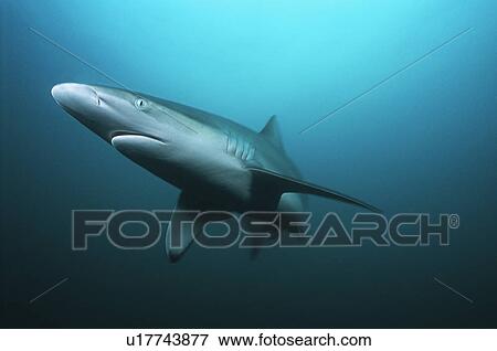 Stock Photo - Aliwal Shoal Indian Ocean South Africa tiger shark (Galeocerdo cuvieri) swimming in ocean. Fotosearch