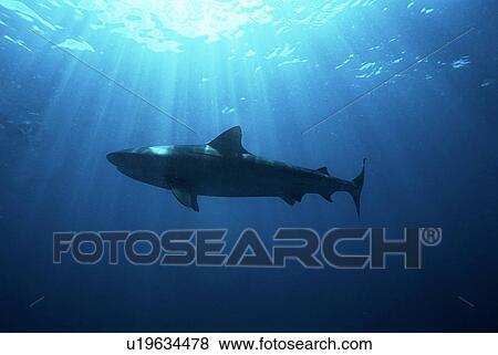 Stock Photo - Aliwal Shoal Indian Ocean South Africa dusky shark (Carcharhinus obscurus) low angle view. Fotosearch