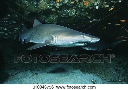 Aliwal Shoal Indian Ocean South Africa Sand tiger shark (Carcharias taurus) in cave View Large Photo Image Stock Photograph - Aliwal Shoal Indian Ocean South Africa Sand tiger shark (Carcharias taurus) in cave. Fotosearch