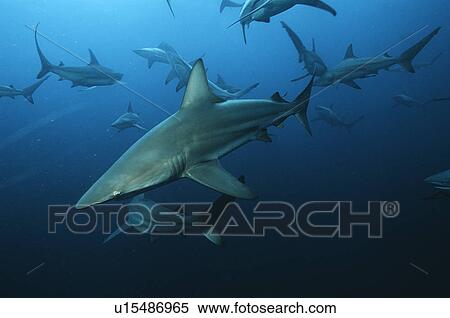 Aliwal Shoal Indian Ocean South Africa blacktip sharks (Carcharhinus limbatus) swimming in ocean View Large Photo Image Stock Photography - Aliwal Shoal Indian Ocean South Africa blacktip sharks (Carcharhinus limbatus) swimming in ocean. Fotosearch