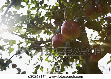 Apples on tree close-up lens flare View Large Photo Image Picture - Apples on tree close-up lens flare. Fotosearch