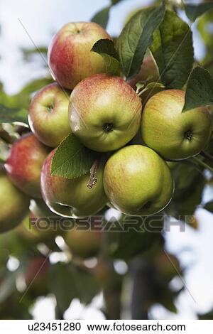 Apples on tree View Large Photo Image Stock Image - Apples on tree. Fotosearch
