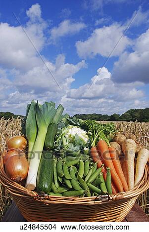 Picture - Basket of vegetables outdoors. Fotosearch
