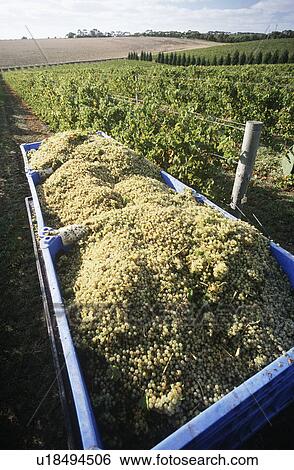 Bins holding harvested wine grapes View Large Photo Image Stock Photograph - Bins holding harvested wine grapes. Fotosearch