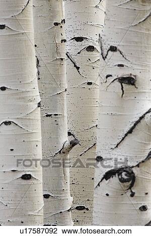 Birch trees in a row close-up of trunks View Large Photo Image Stock Image - Birch trees in a row close-up of trunks. Fotosearch