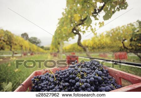 Black grapes in crate at vineyard Yarra Valley Victoria Australia View Large Photo Image Stock Image - Black grapes in crate at vineyard Yarra Valley Victoria Australia. Fotosearch