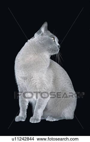 Blue Burmese cat looking on side View Large Photo Image Picture - Blue Burmese cat looking on side. Fotosearch