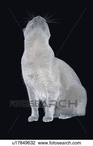 Blue Burmese cat looking up View Large Photo Image Stock Image - Blue Burmese cat looking up. Fotosearch