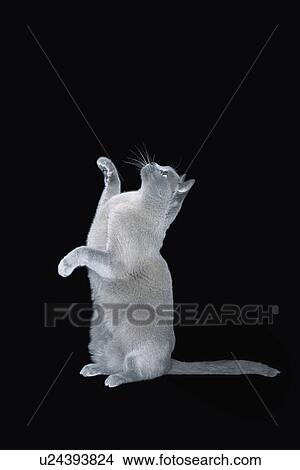 Blue Burmese cat sitting on hind legs View Large Photo Image Picture - Blue Burmese cat sitting on hind legs. Fotosearch