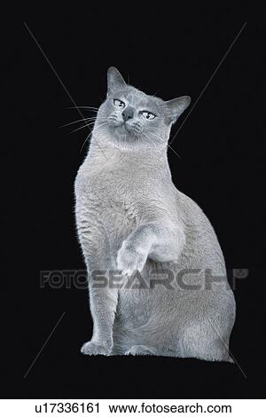 Stock Image - Blue Burmese cat sitting raising paw. Fotosearch