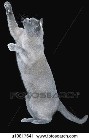 Stock Image - Blue Burmese cat standing on hind legs. Fotosearch