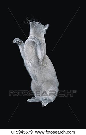 Blue Burmese cat standing on hind legs View Large Photo Image Stock Photo - Blue Burmese cat standing on hind legs. Fotosearch