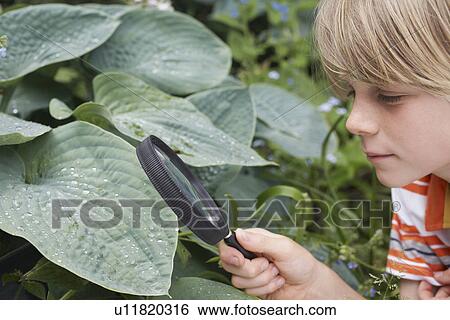 Boy (7-9) examining leaf through magnifying glass View Large Photo Image Stock Photograph - Boy (7-9) examining leaf through magnifying glass. Fotosearch