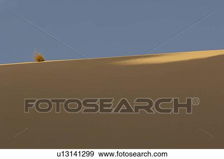 Bush on sand dune View Large Photo Image Stock Photo - Bush on sand dune. Fotosearch