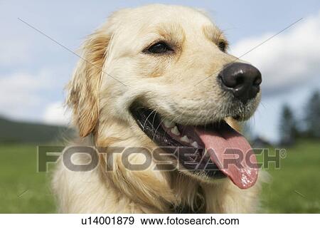 Close-up of golden retriever panting View Large Photo Image Stock Photo - Close-up of golden retriever panting. Fotosearch