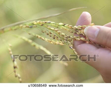 Stock Photo - Close-up of hand holding grass. Fotosearch