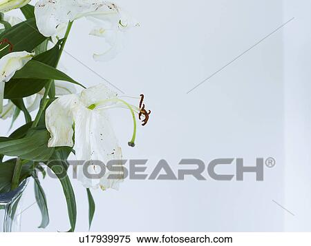 Stock Photography - Close up of wilting white lilies in vase. Fotosearch