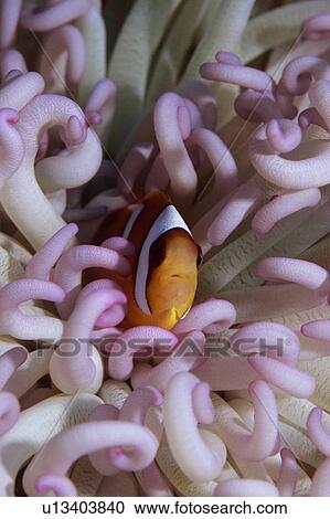 Clown fish hiding among sea anenomies View Large Photo Image Stock Image - Clown fish hiding among sea anenomies. Fotosearch