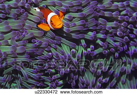 Clown fish hiding among sea anenomies View Large Photo Image Stock Image - Clown fish hiding among sea anenomies. Fotosearch