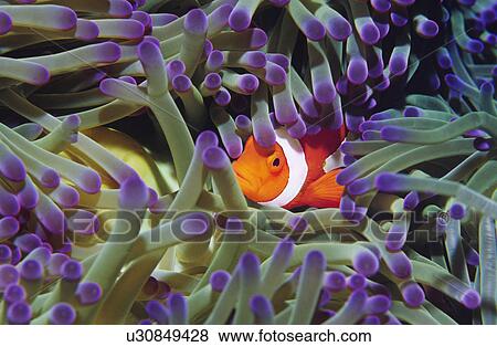 Clown fish hiding among sea anenomies View Large Photo Image Stock Photo - Clown fish hiding among sea anenomies. Fotosearch