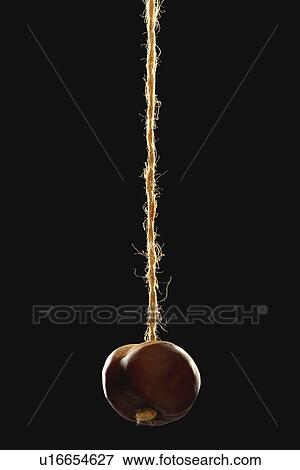Conker on string black background View Large Photo Image Stock Photo - Conker on string black background. Fotosearch