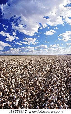 Cotton field Lake Menindee NSW Australia View Large Photo Image Stock Photo - Cotton field Lake Menindee NSW Australia. Fotosearch